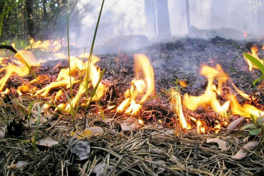 Жителям Туапсе напоминают о правилах пожарной безопасности на природе