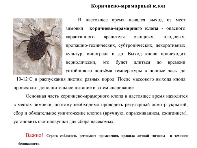 Жителей частного сектора, ТОСовцев призывают обратить внимание на места скопления насекомых-вредителей
